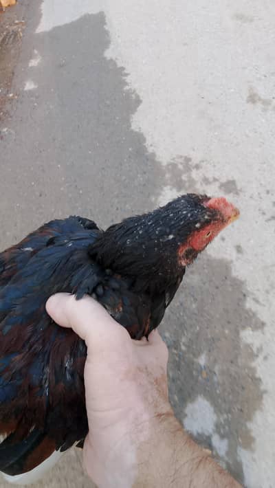 aseel kruka hens for sale