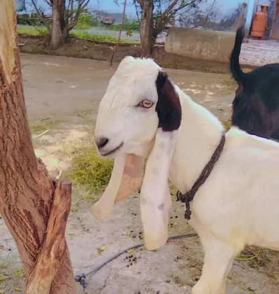Beetal Bakra | goat | ablak | sheep | 0300-0091606