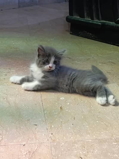Persian kitten for sale