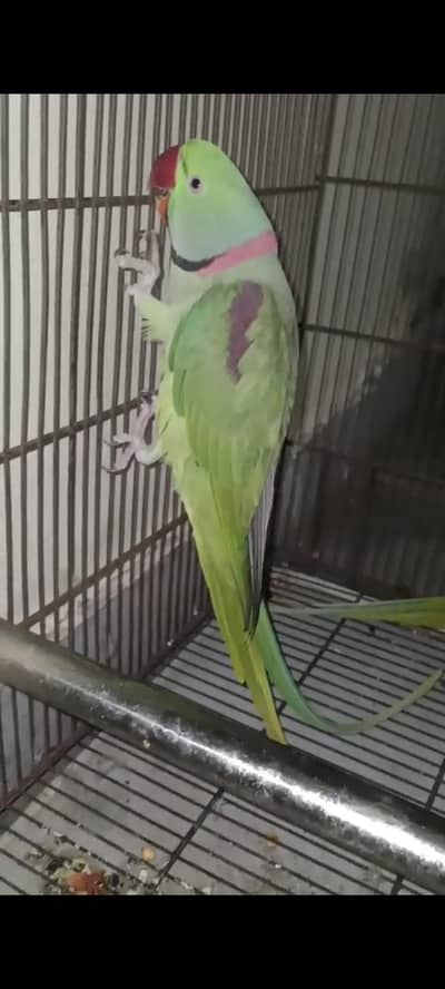 Raw kashmiri parrots