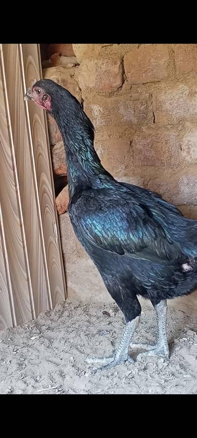 barmi pkoi Madi for sale 03157697016