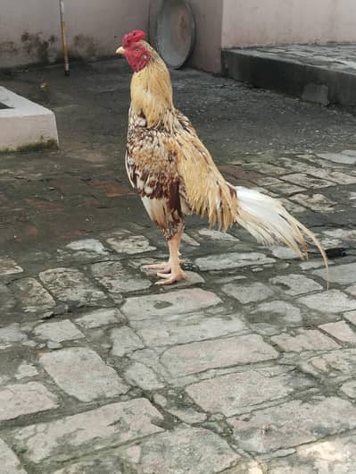 Shijra murga for sale