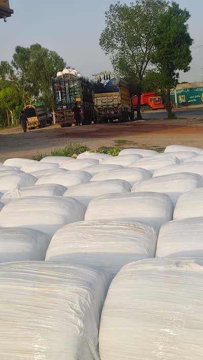 silage,corn silage,makki silage,animal feed silage