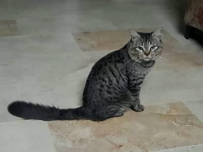persian cat for sale