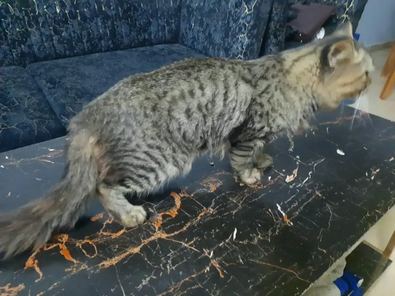persian cat for sale — photo 2