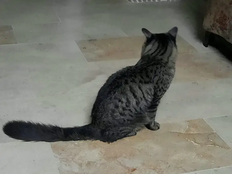 persian cat for sale — photo 3