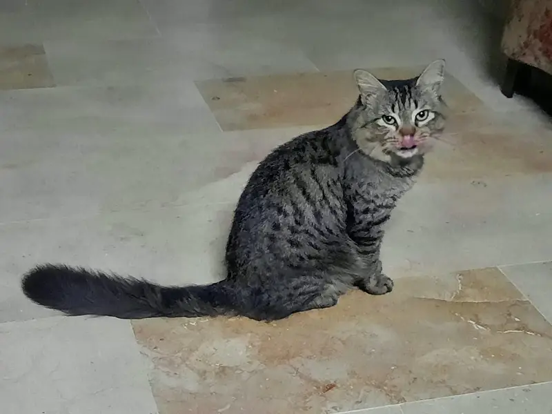 persian cat for sale — photo 4