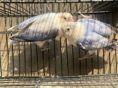 love birds