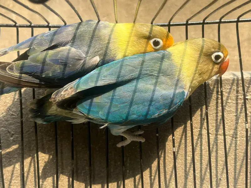 love birds — photo 2