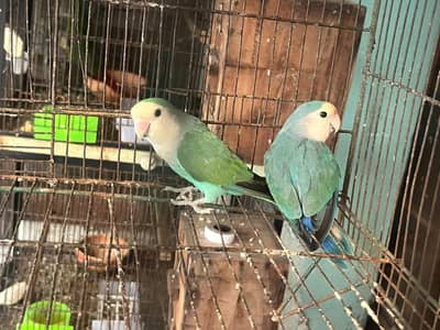 love birds
