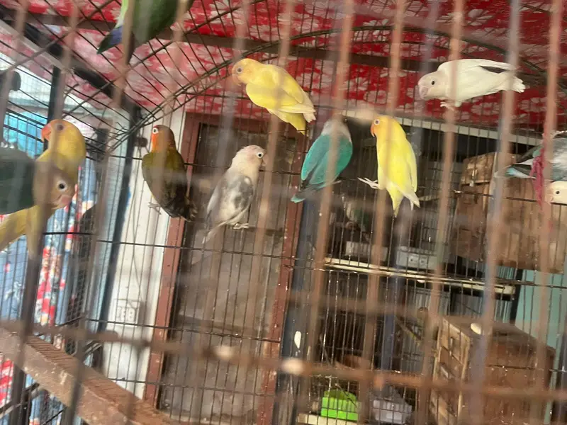 love birds — photo 4