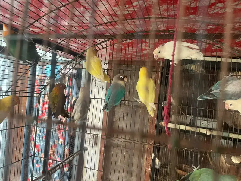 love birds — photo 5