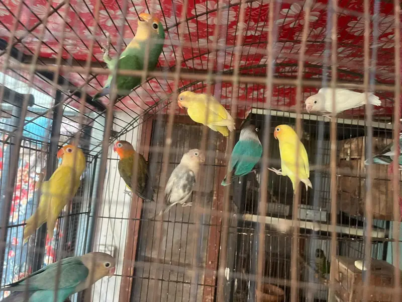love birds — photo 6