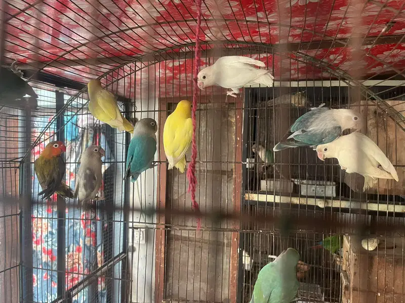 love birds — photo 7