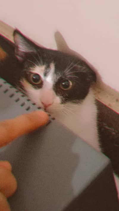 Cute Black golden & White Cat for Sale – Friendly & Adorable