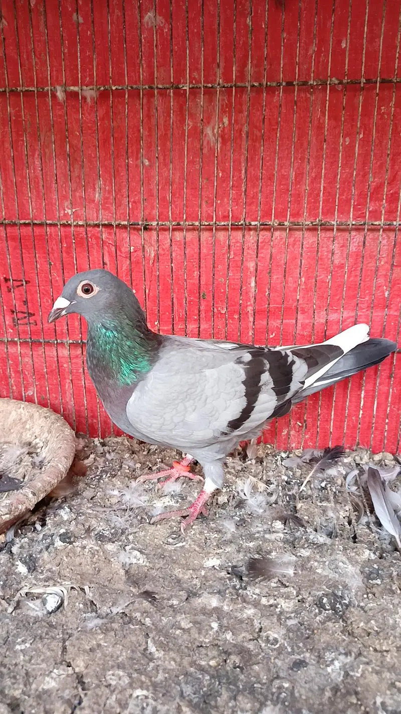 siah male zrd khal female breeder pair — photo 6