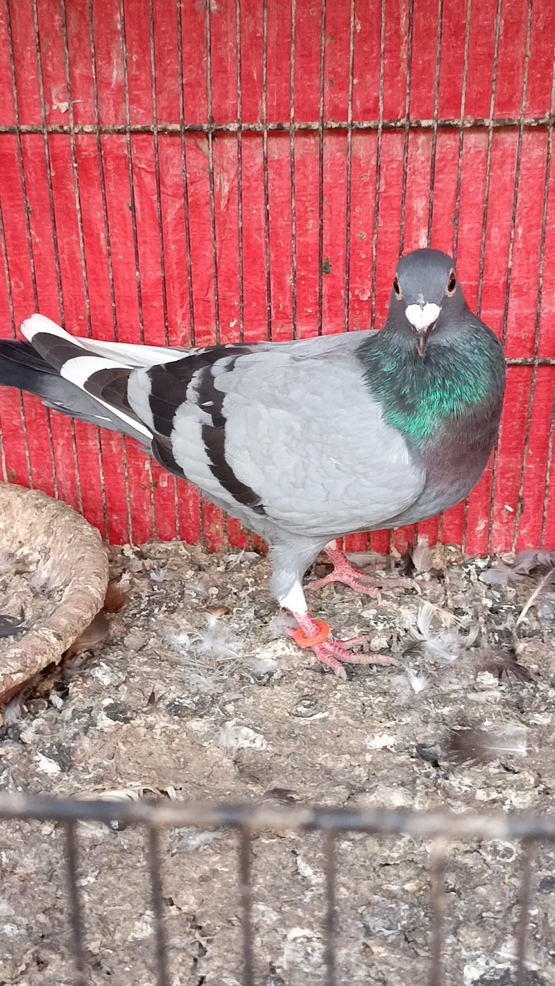 siah male zrd khal female breeder pair — photo 7