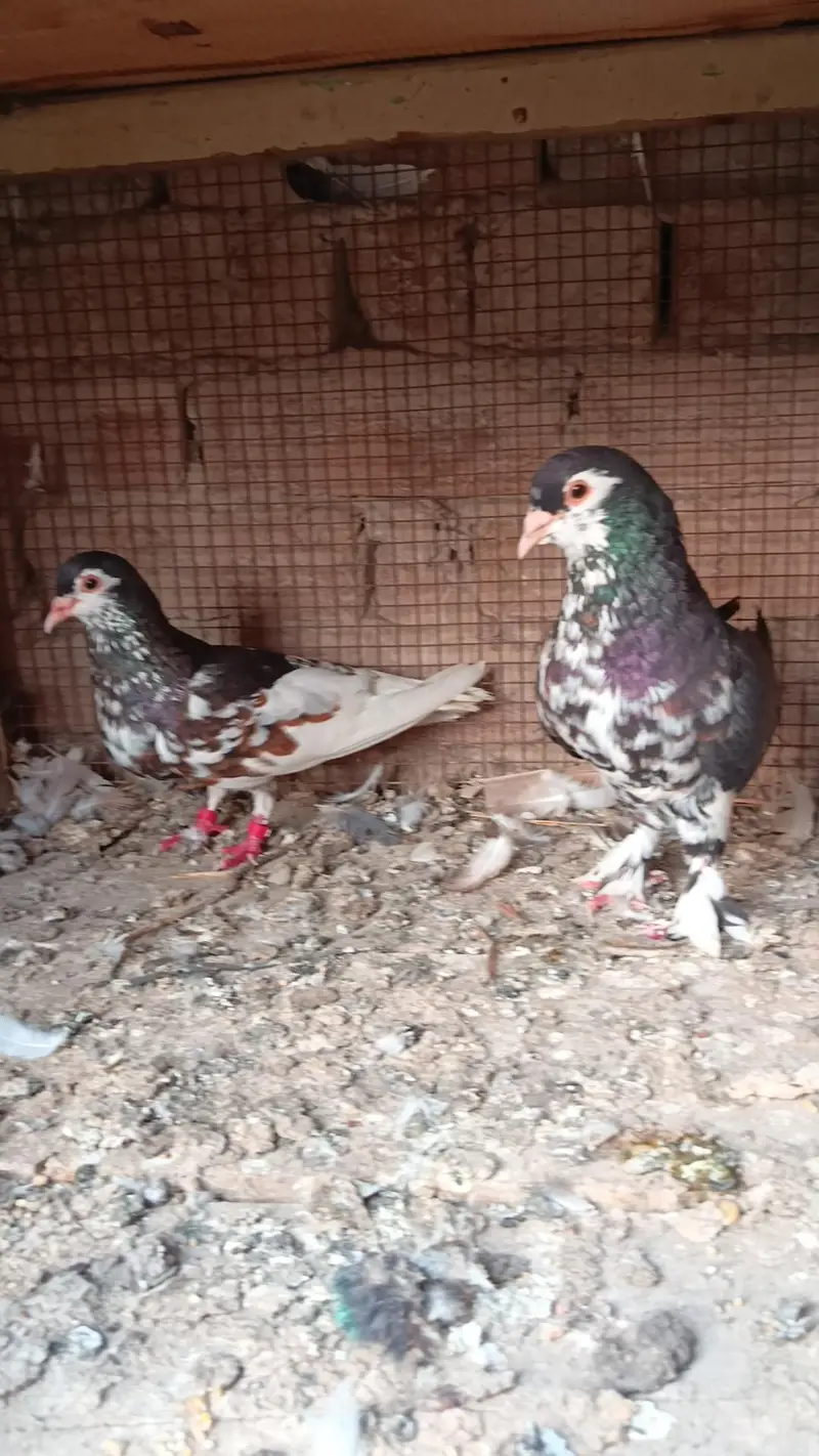 siah male zrd khal female breeder pair — photo 8