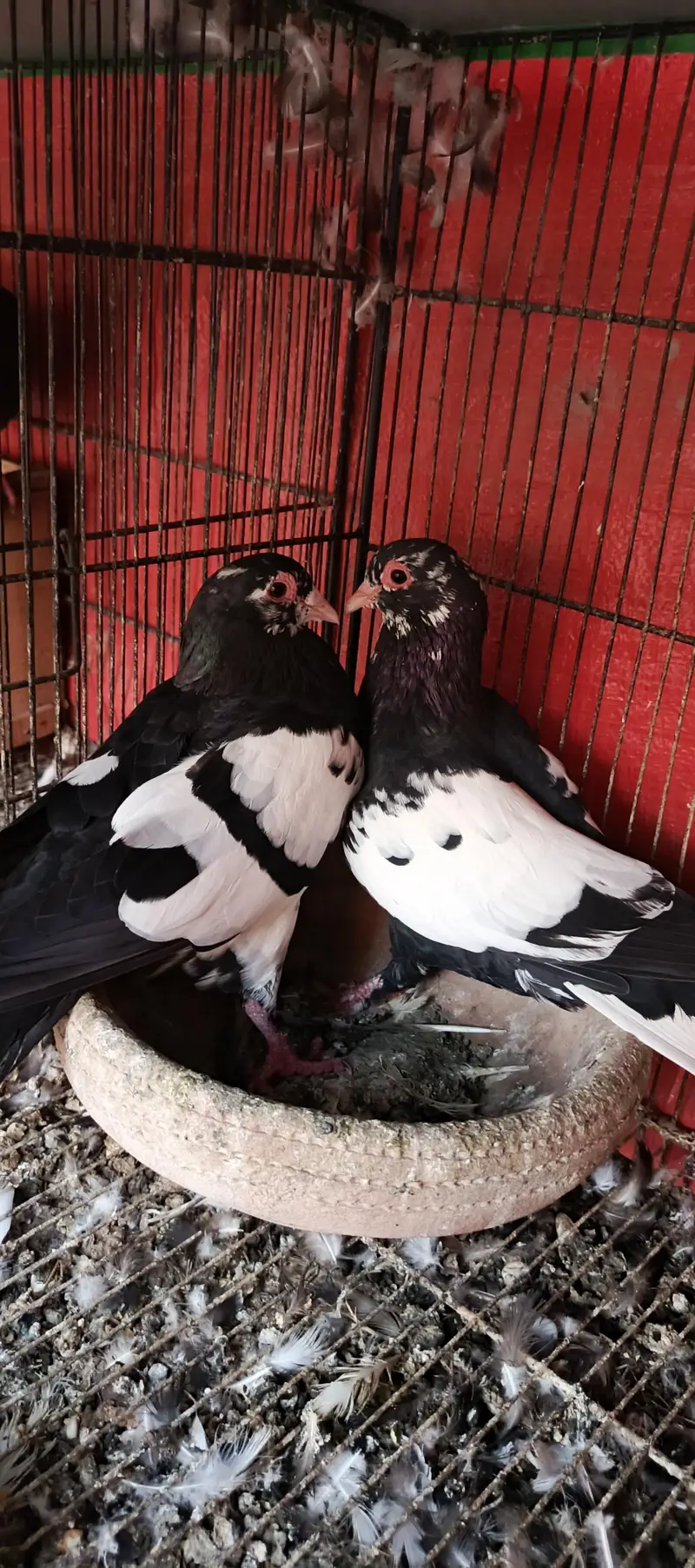 siah male zrd khal female breeder pair — photo 9