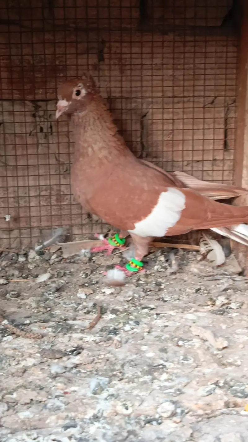 siah male zrd khal female breeder pair — photo 10