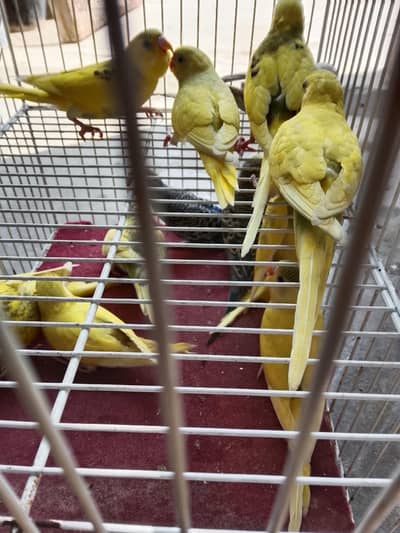 budgies pathay