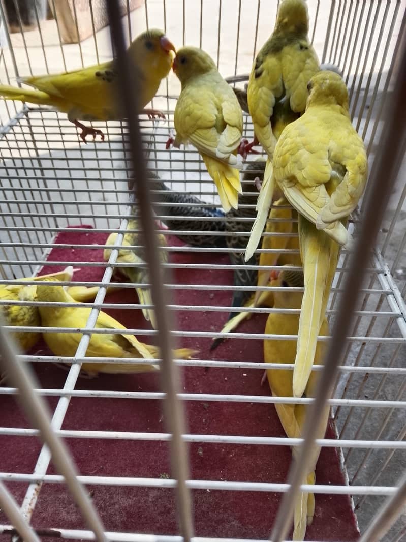 budgies pathay 0