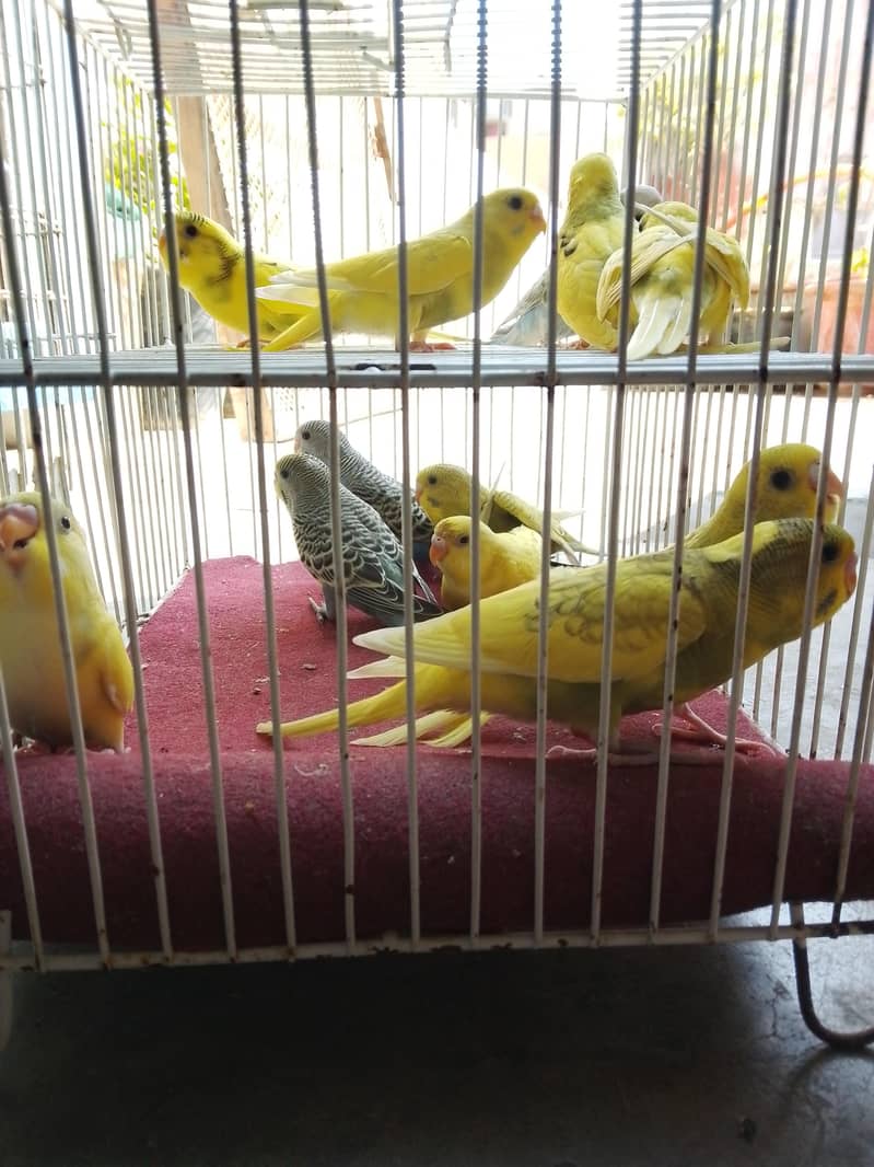 budgies pathay 1