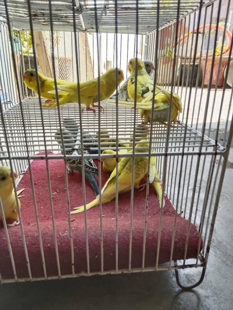 budgies pathay 2