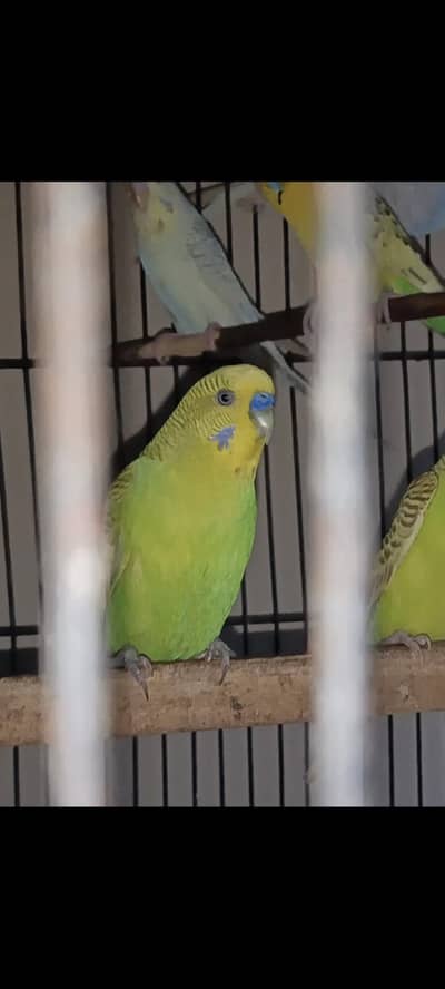 breeder pairs for sale