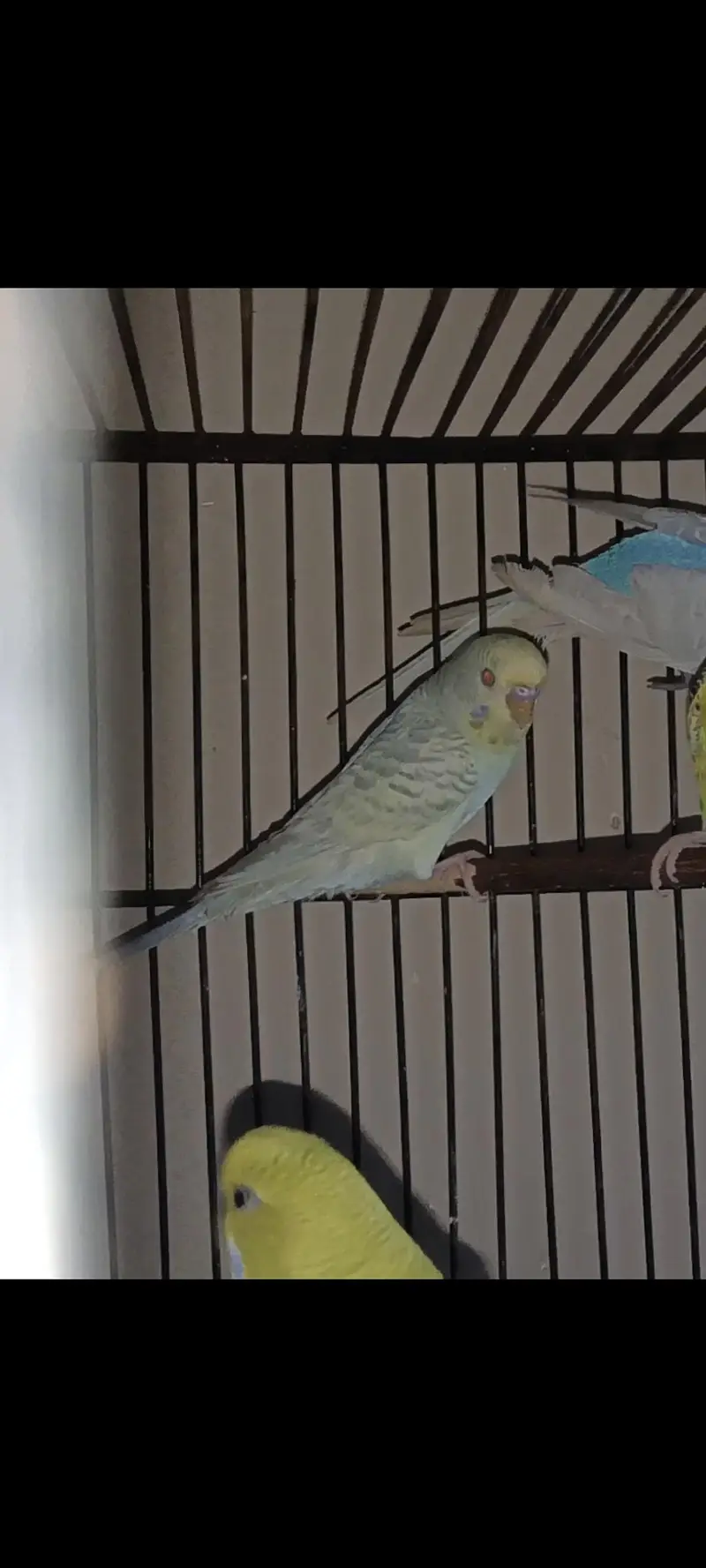 breeder pairs for sale — photo 2