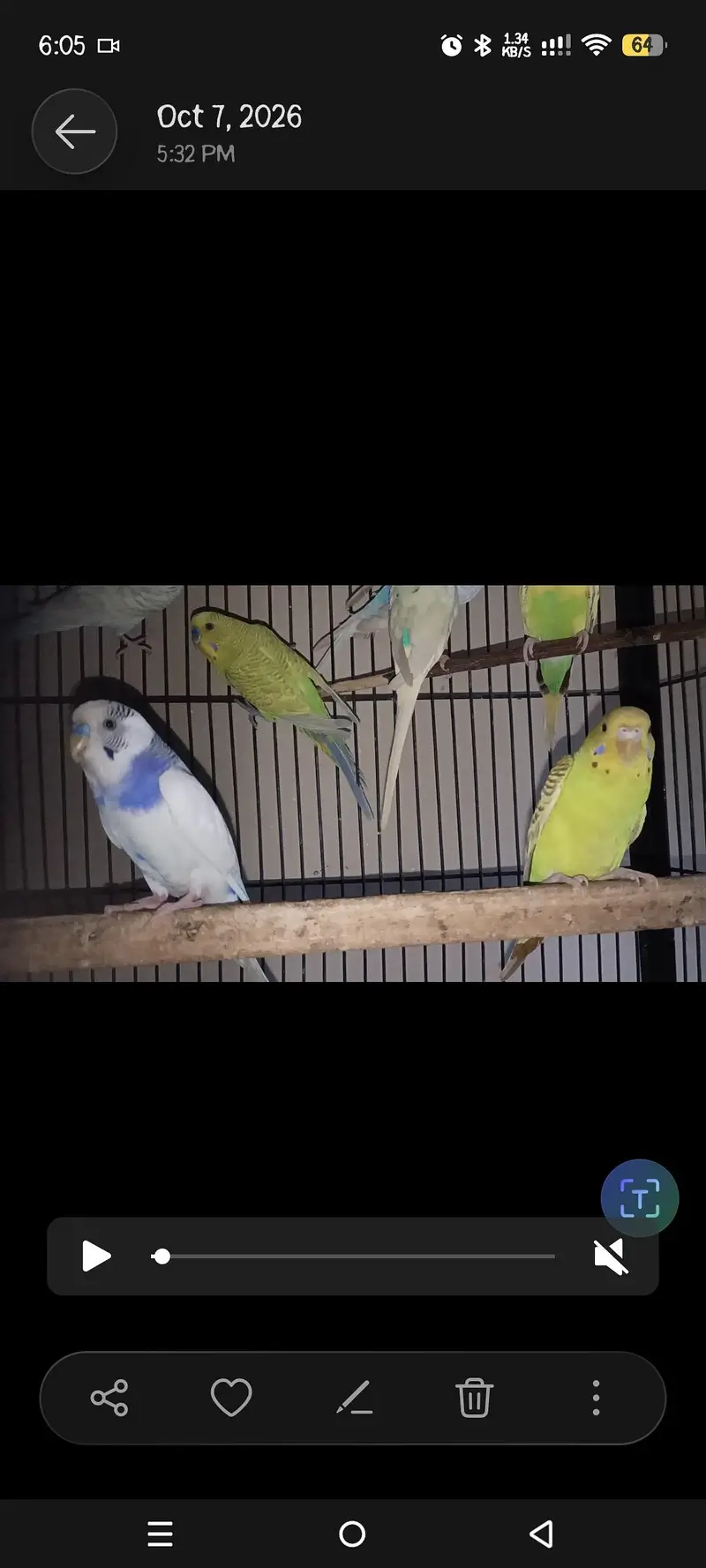 breeder pairs for sale — photo 3
