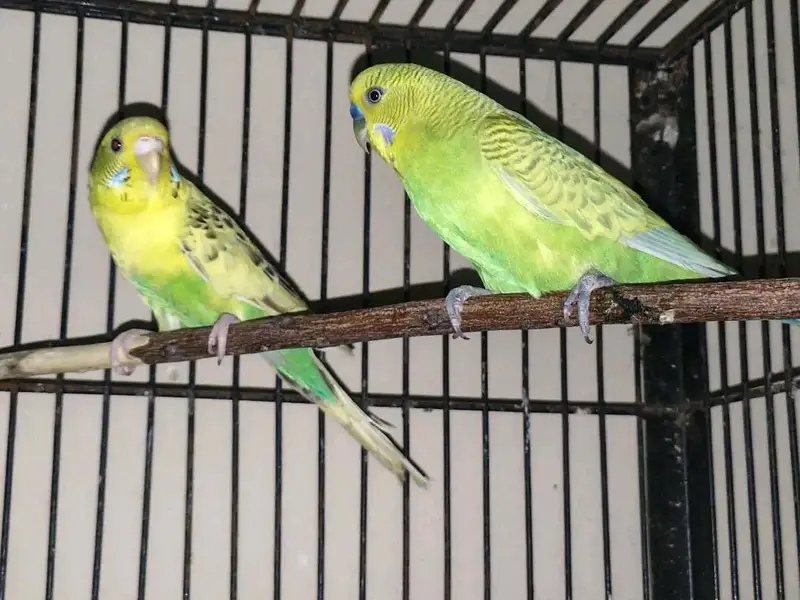breeder pairs for sale — photo 4