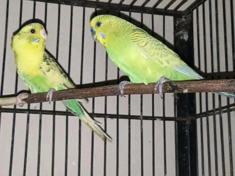 breeder pairs for sale — photo 5