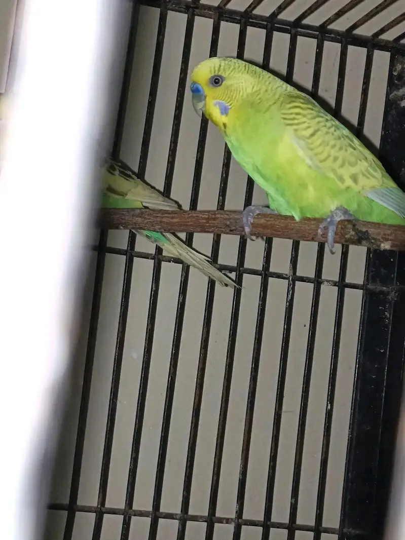 breeder pairs for sale — photo 6