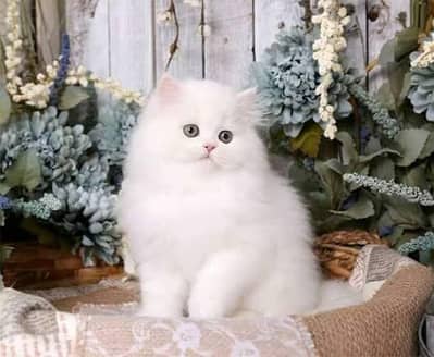CUTE PLAYFUL PERSIAN KITTENS