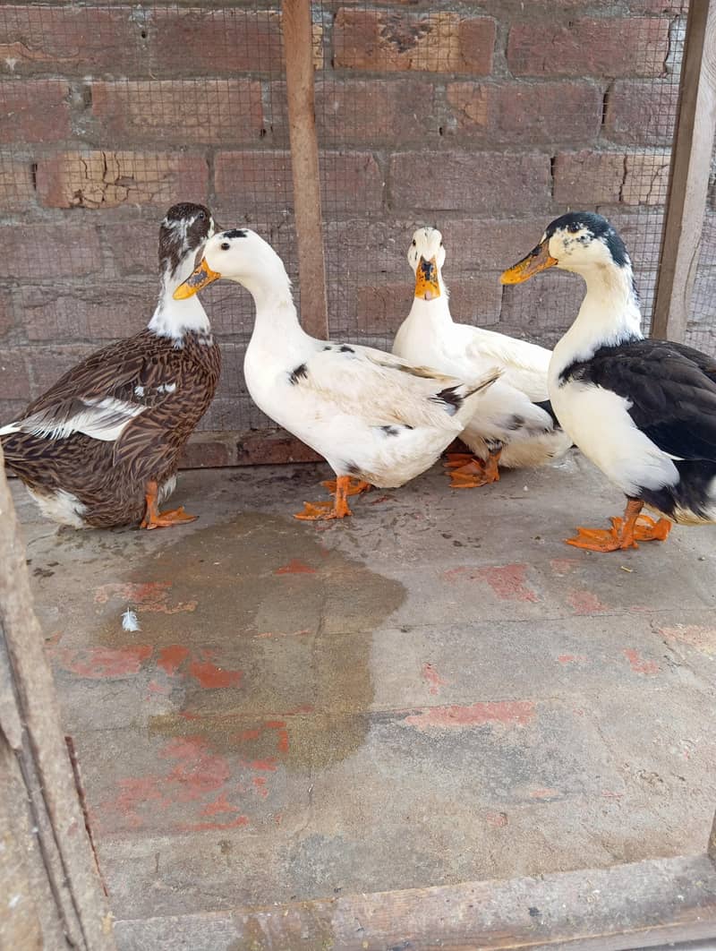 Ducks breeder eggs laying 0