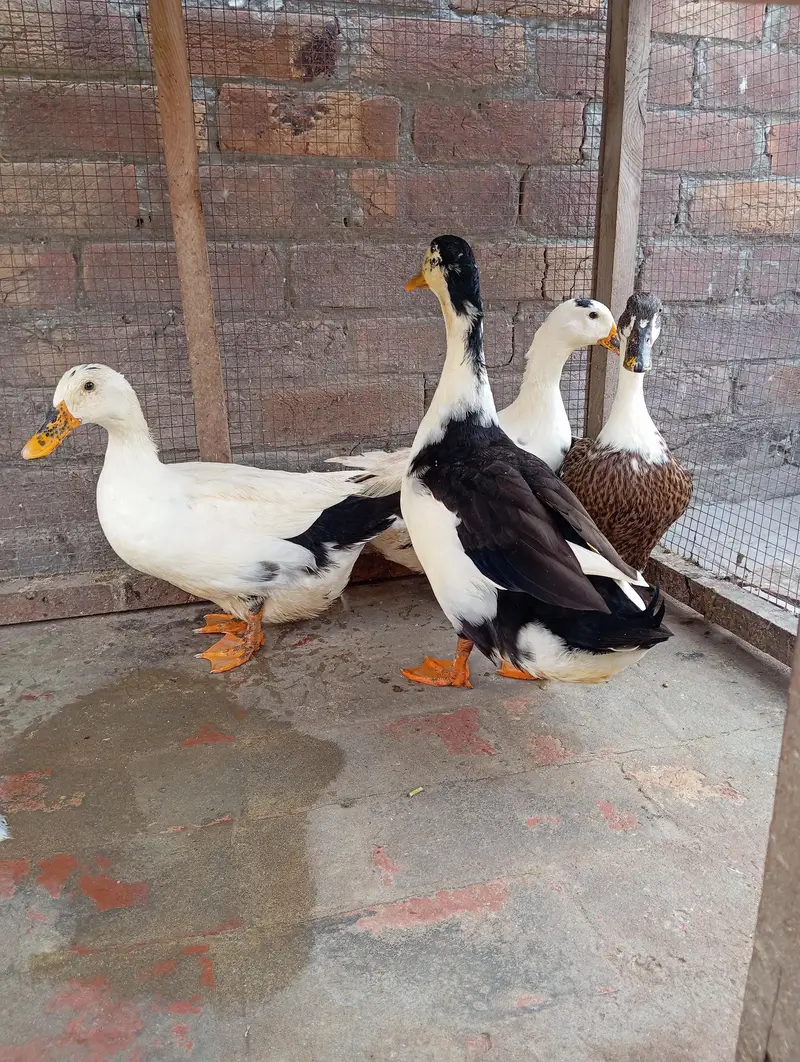 Ducks breeder eggs laying — photo 2