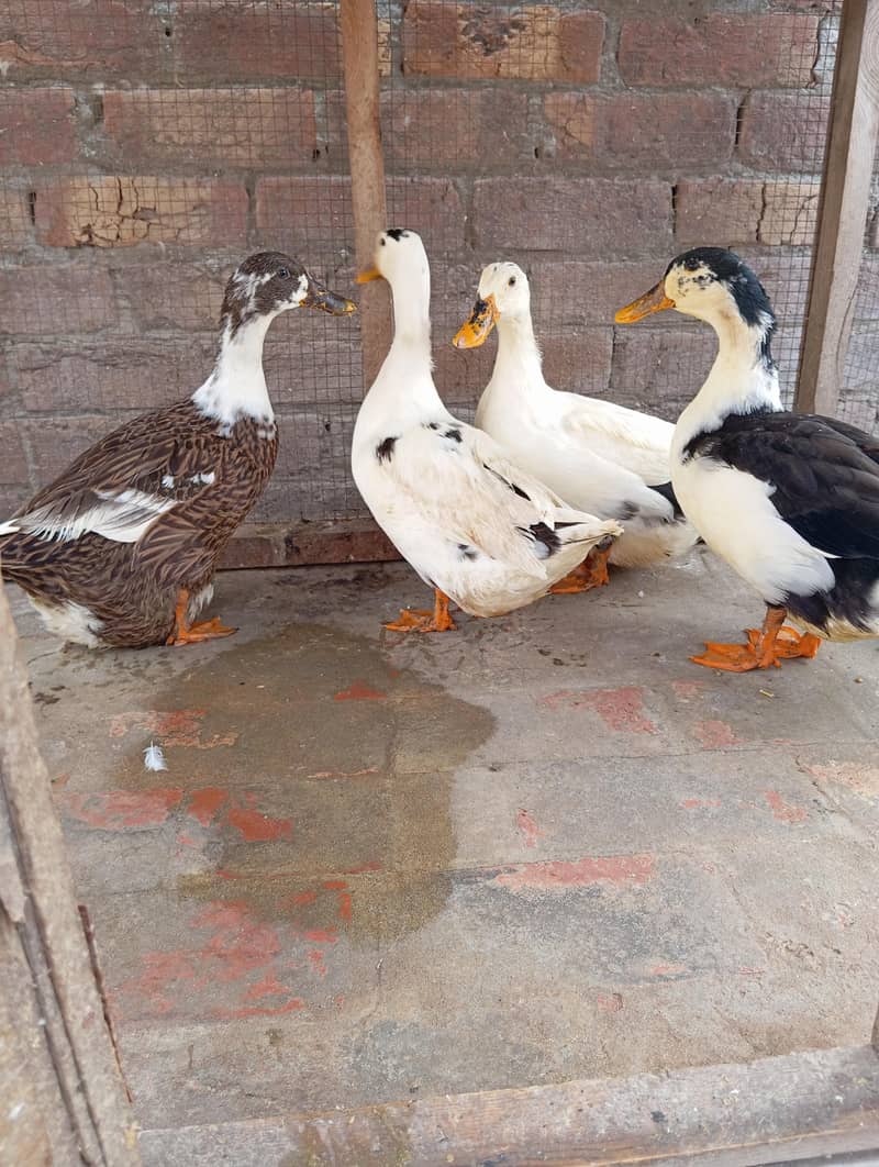 Ducks breeder eggs laying 2