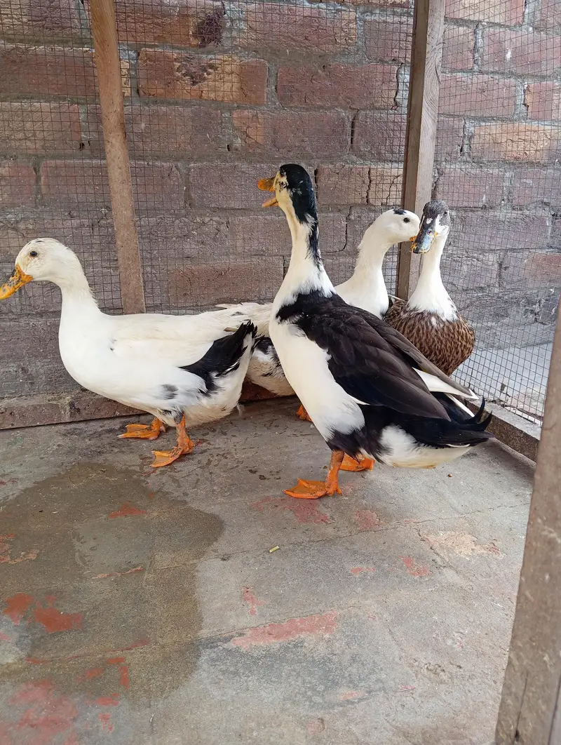 Ducks breeder eggs laying — photo 4