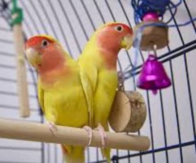 lovebirds breeder pair available now you can interested contact me