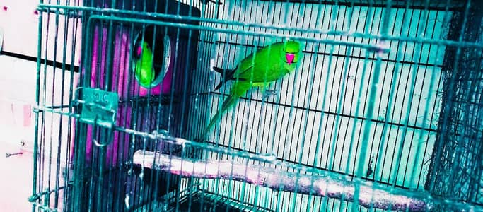 Ringneck king size quality 100% confirm breeder pair