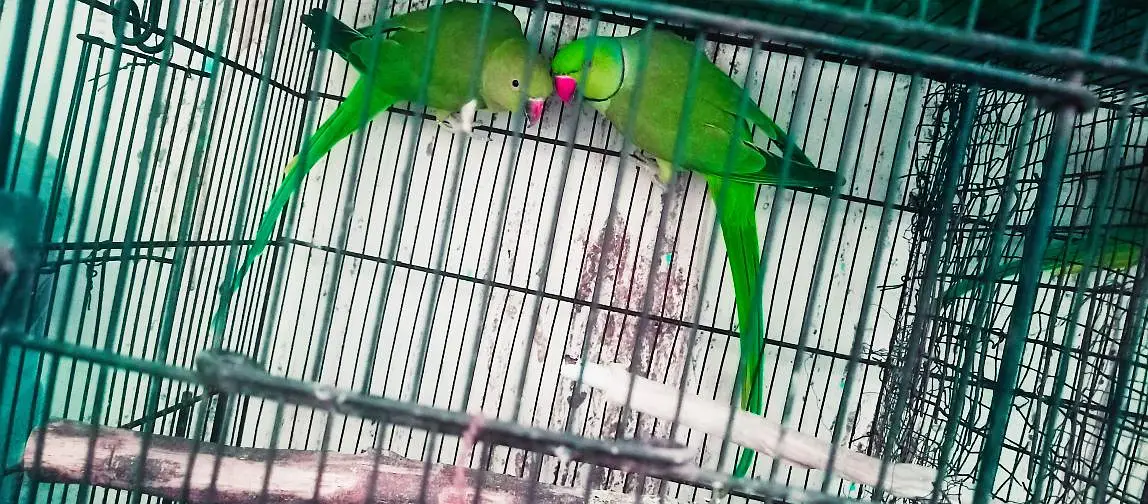 Ringneck king size quality 100% confirm breeder pair — photo 2