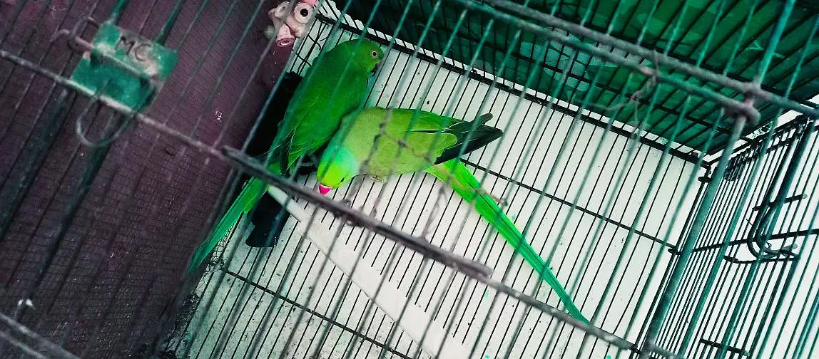 Ringneck king size quality 100% confirm breeder pair — photo 3