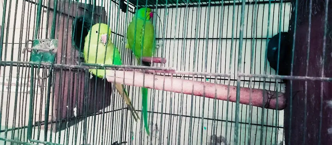 Ringneck king size quality 100% confirm breeder pair — photo 4