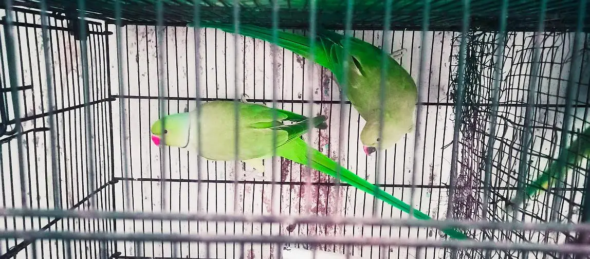Ringneck king size quality 100% confirm breeder pair — photo 5