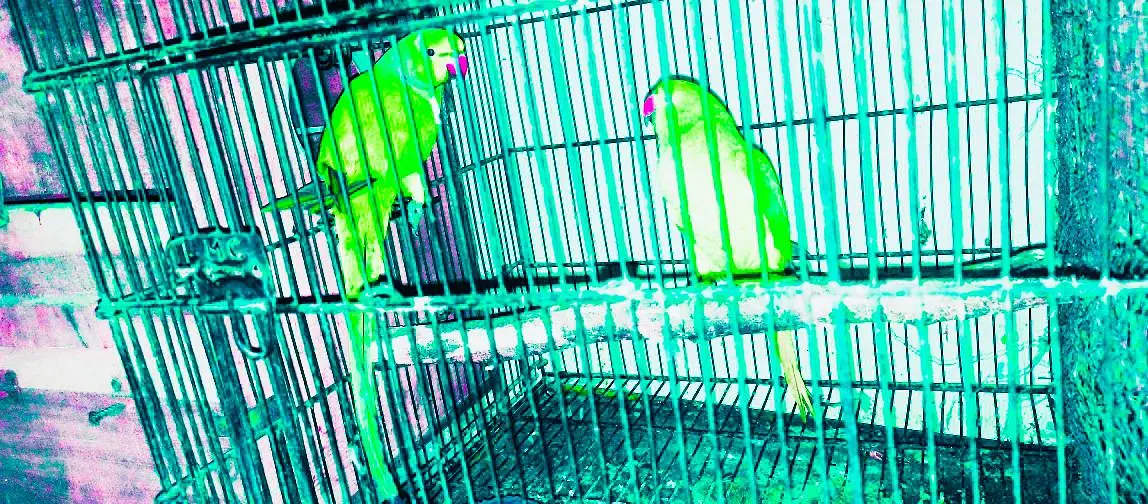 Ringneck king size quality 100% confirm breeder pair — photo 7