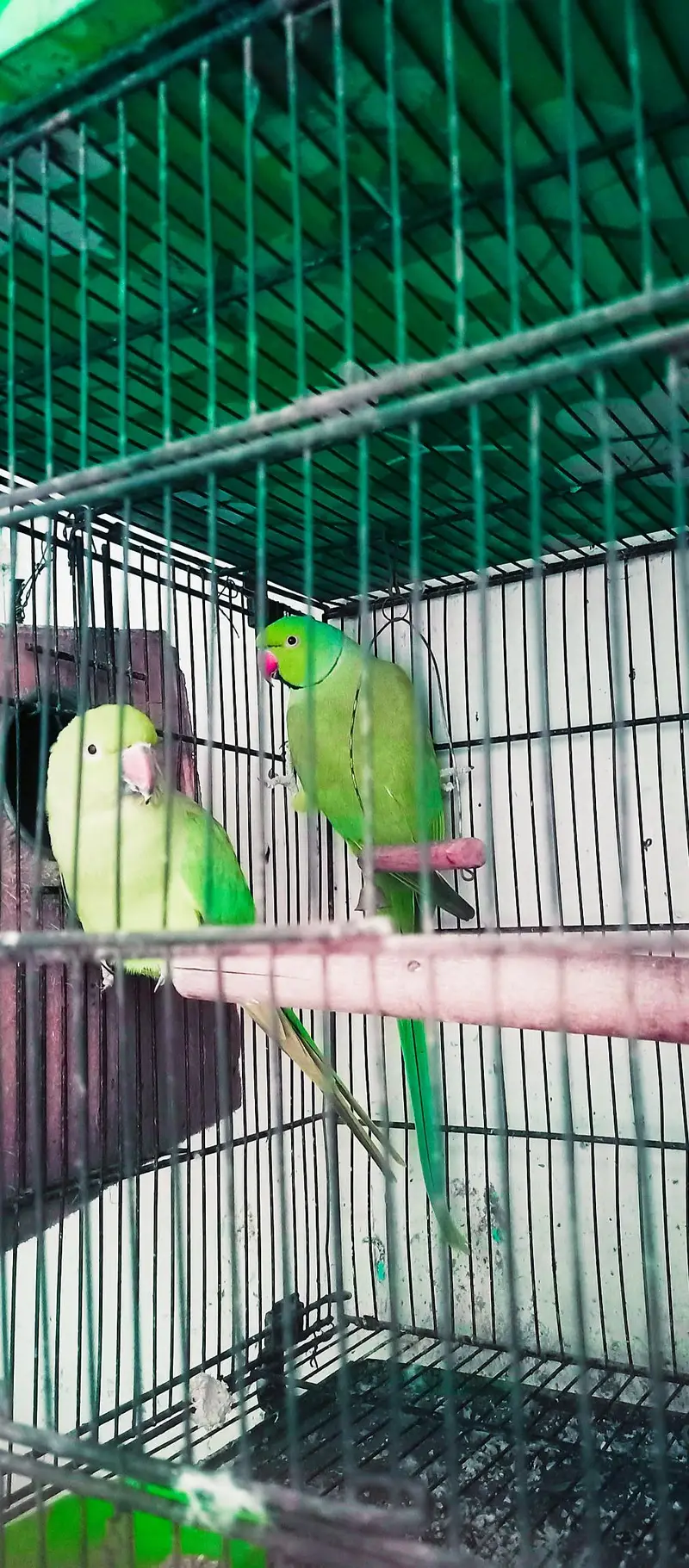 Ringneck king size quality 100% confirm breeder pair — photo 8