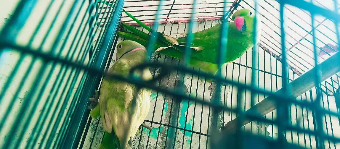 Ringneck king size quality 100% confirm breeder pair — photo 9