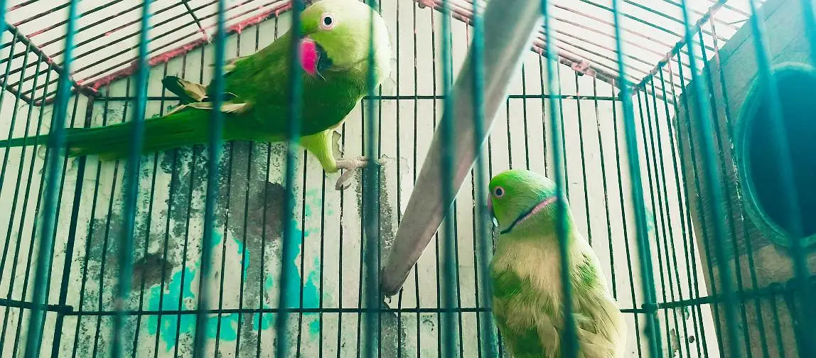 Ringneck king size quality 100% confirm breeder pair — photo 10