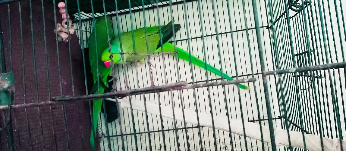 Ringneck king size quality 100% confirm breeder pair — photo 11